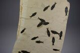 Museum Quality Fossil Fish Mortality Plate - Ready to Hang #342453-2
